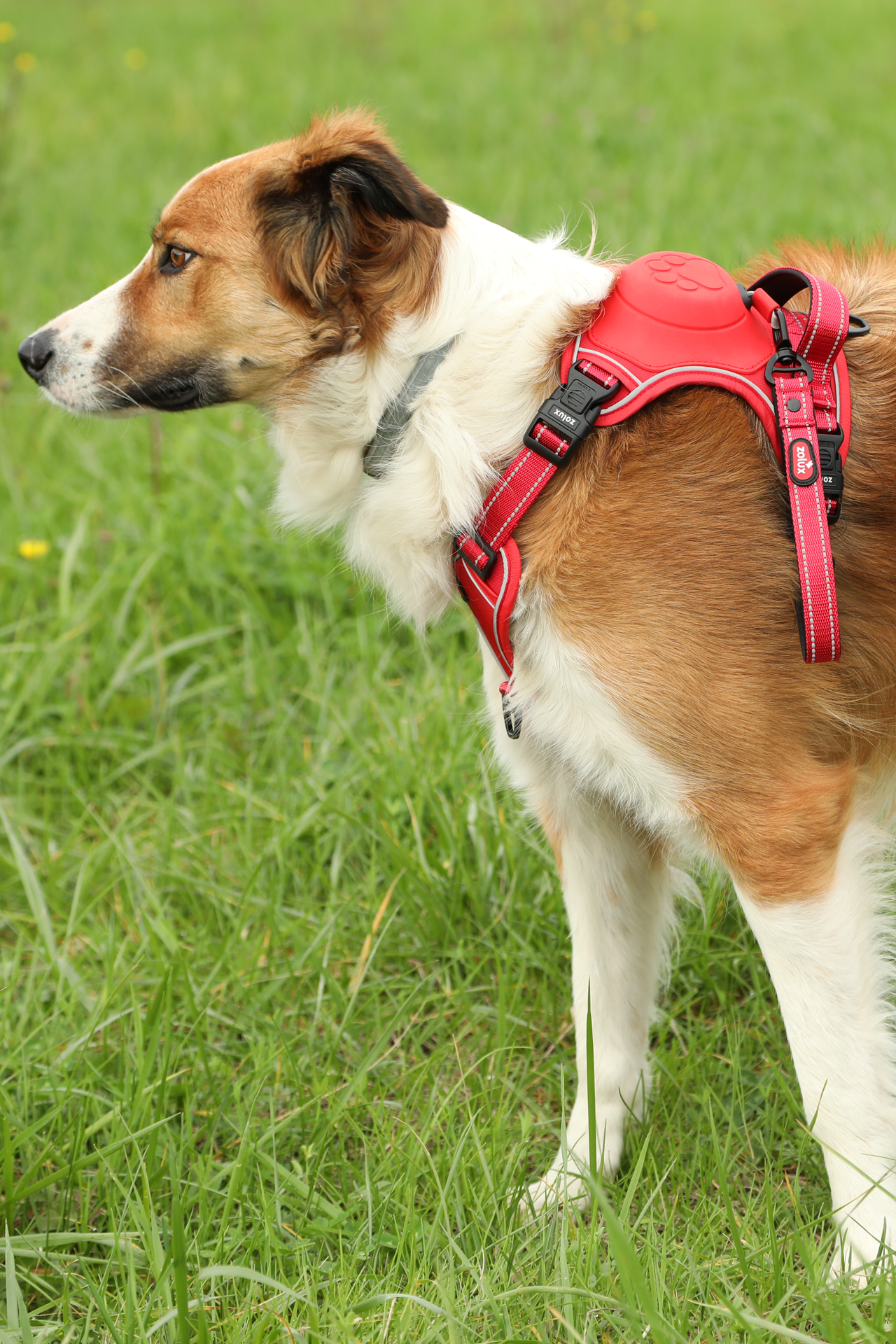 Harnais avec laisse retractable pour chien Easy Ride Large