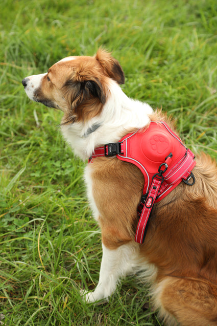 Harnais avec laisse retractable pour chien Easy Ride Large