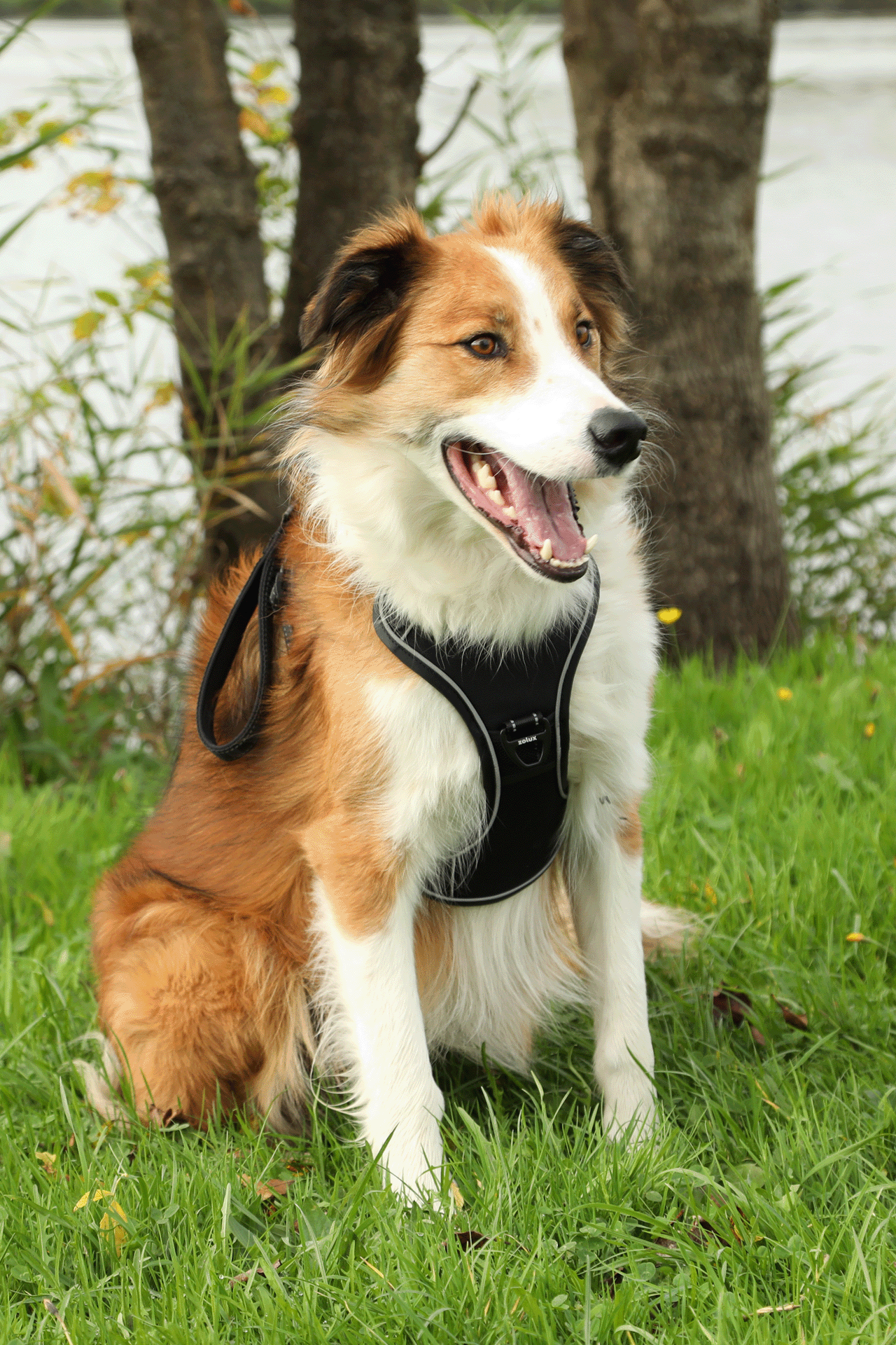 Harnais avec laisse retractable pour chien Easy Ride Large