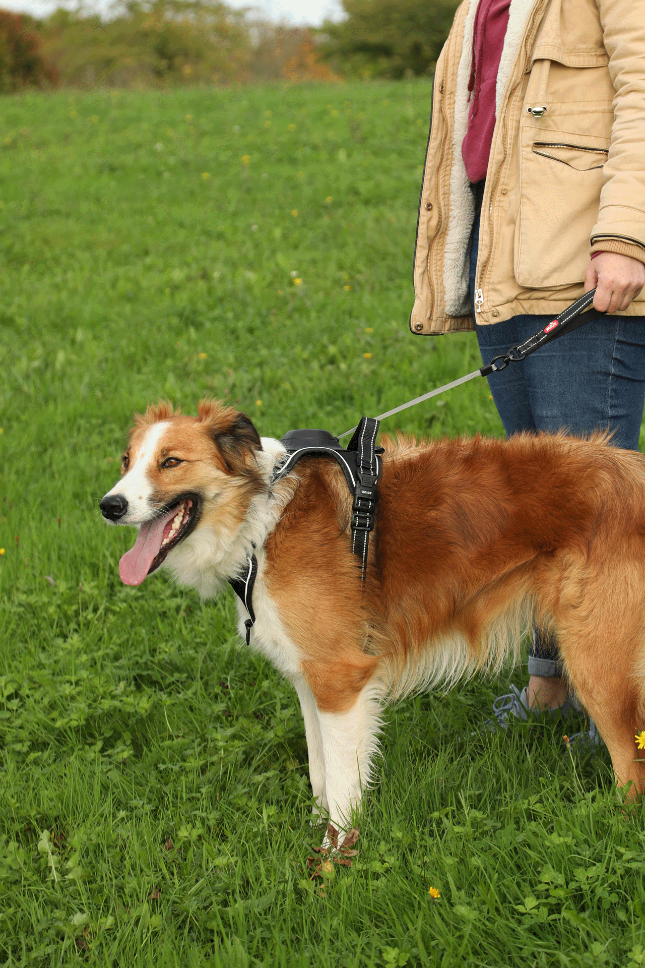 Harnais avec laisse retractable pour chien Easy Ride Large