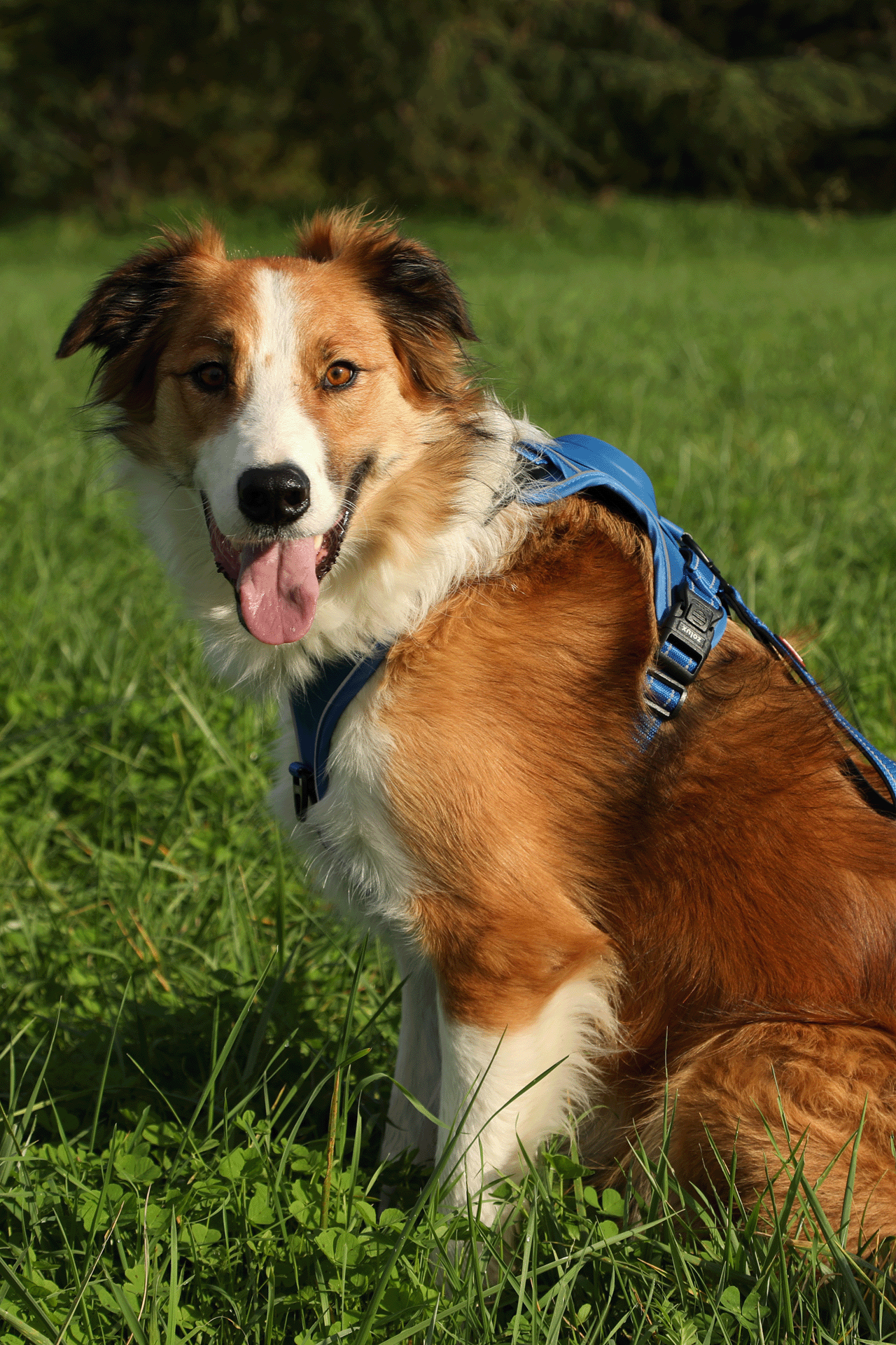 Harnais avec laisse retractable pour chien Easy Ride Large