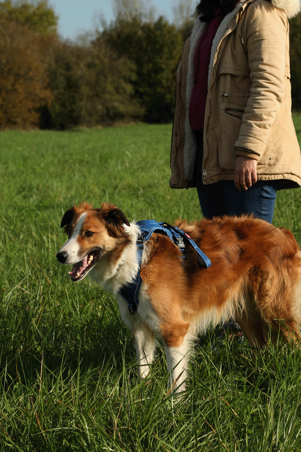 Harnais avec laisse retractable pour chien Easy Ride Large