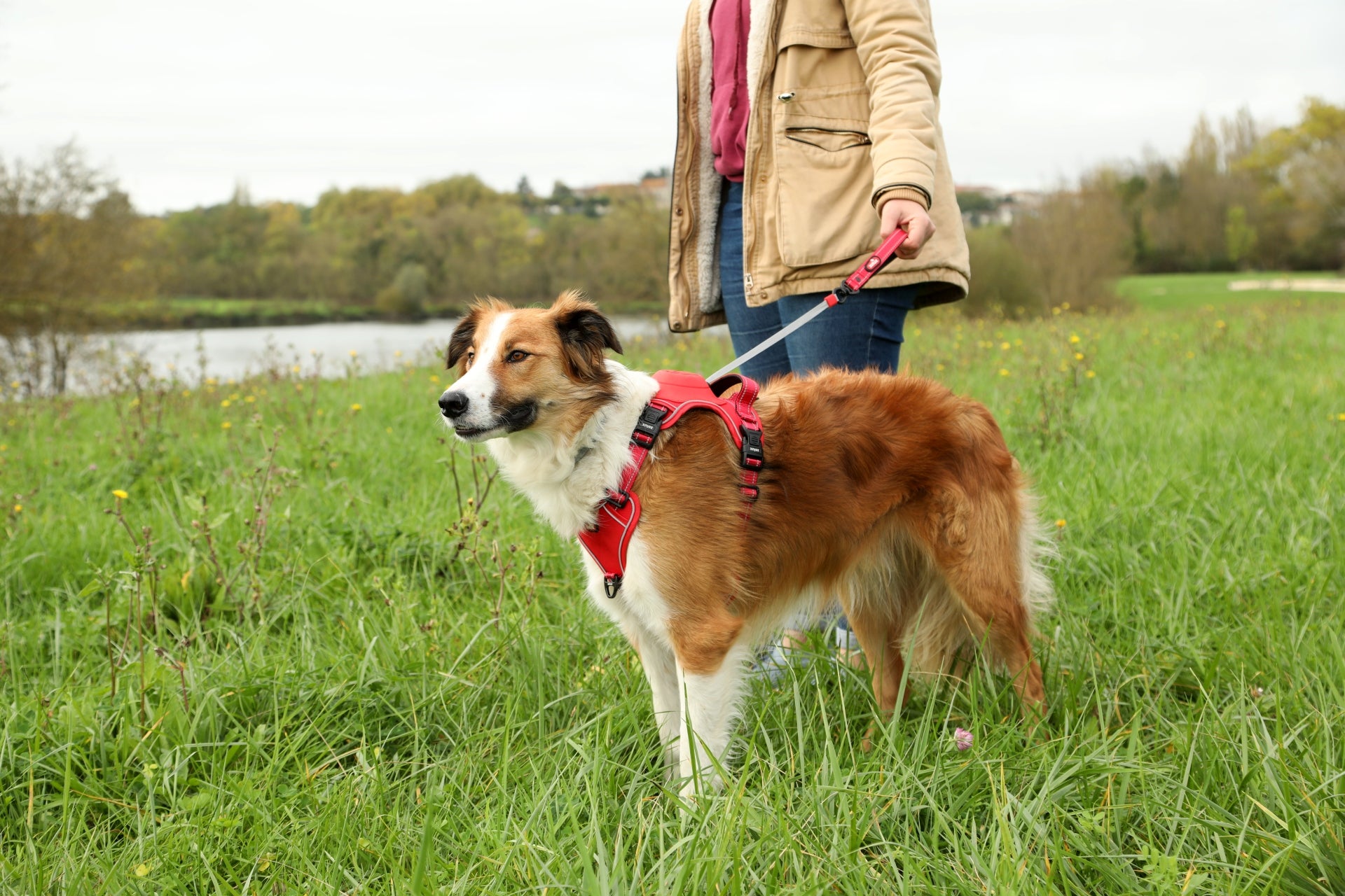 Durée de la promenade de son chien : comment bien la doser ?