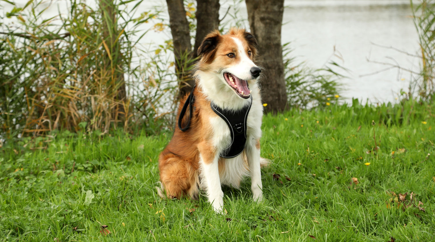 Promenades du chien : tout ce qu’il faut savoir pour rendre son animal heureux