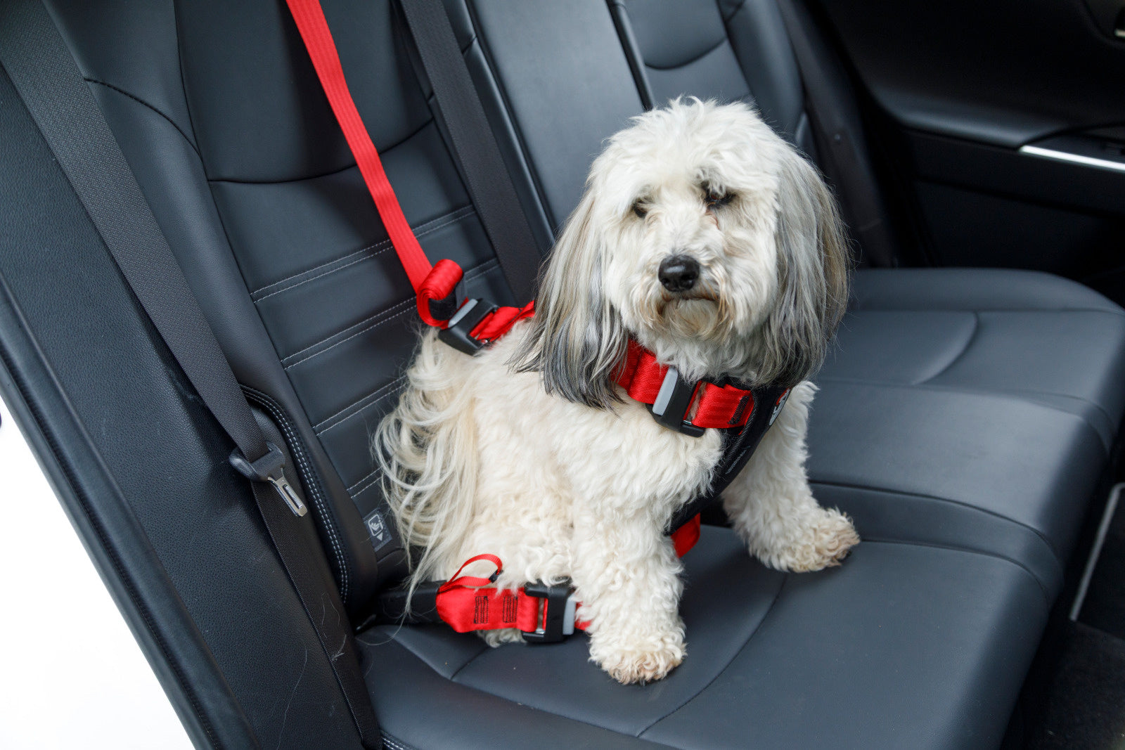 HARNAIS DE SÉCURITÉ AUTO TRAVEL SAFE - TAILLE M