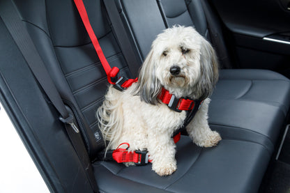 HARNAIS DE SÉCURITÉ AUTO TRAVEL SAFE - TAILLE M