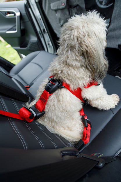 HARNAIS DE SÉCURITÉ AUTO TRAVEL SAFE - TAILLE M