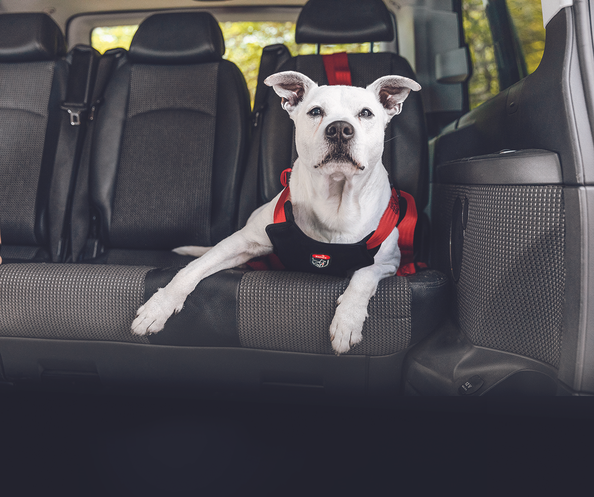HARNAIS DE SÉCURITÉ AUTO TRAVEL SAFE - TAILLE M