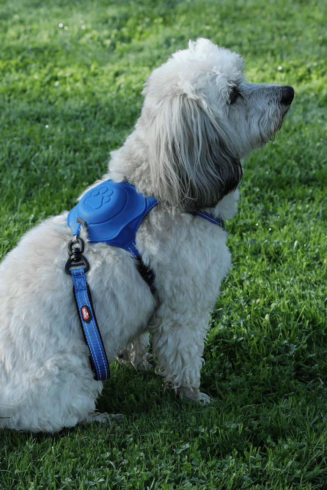 Harnais avec laisse rétractable pour chien Easy Ride Small