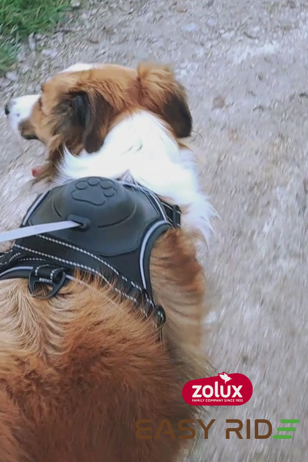 Harnais avec laisse retractable pour chien Easy Ride Large