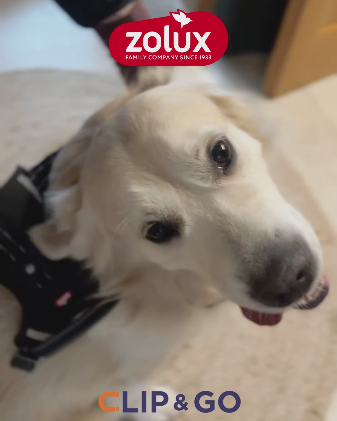 Harnais pour chien et laisse Clip &amp; Go à attache rapide XS